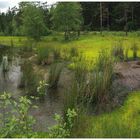 Naturschutzgebiert Zeitelmoos bei Wunsiedel