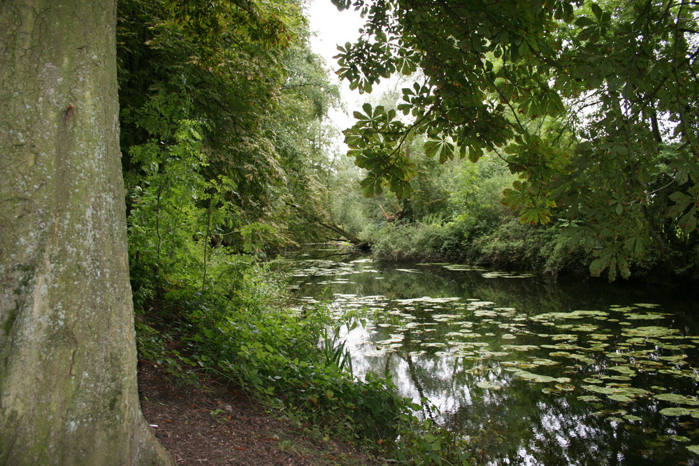 Naturschutzgebiet "Alte Leine", Leineaue