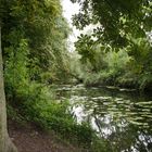 Naturschutzgebiet "Alte Leine", Leineaue