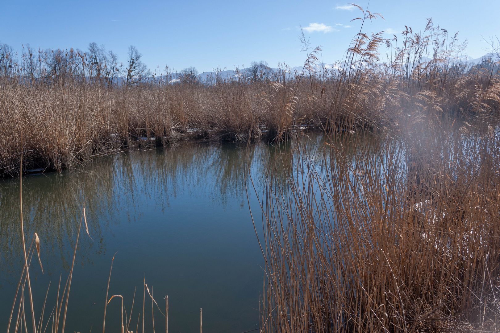 Naturschutzgebiet am Bodensee