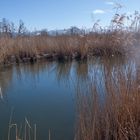 Naturschutzgebiet am Bodensee