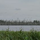 Naturschutzgebiet Anklamer Stadtbruch