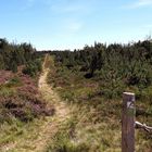 Naturschutzgebiet auf dem Ruhestein