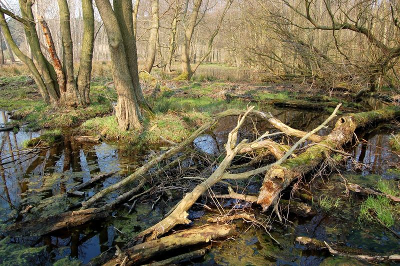 Naturschutzgebiet auf der Halbinsel Gnitz 7