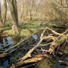 Naturschutzgebiet auf der Halbinsel Gnitz 7