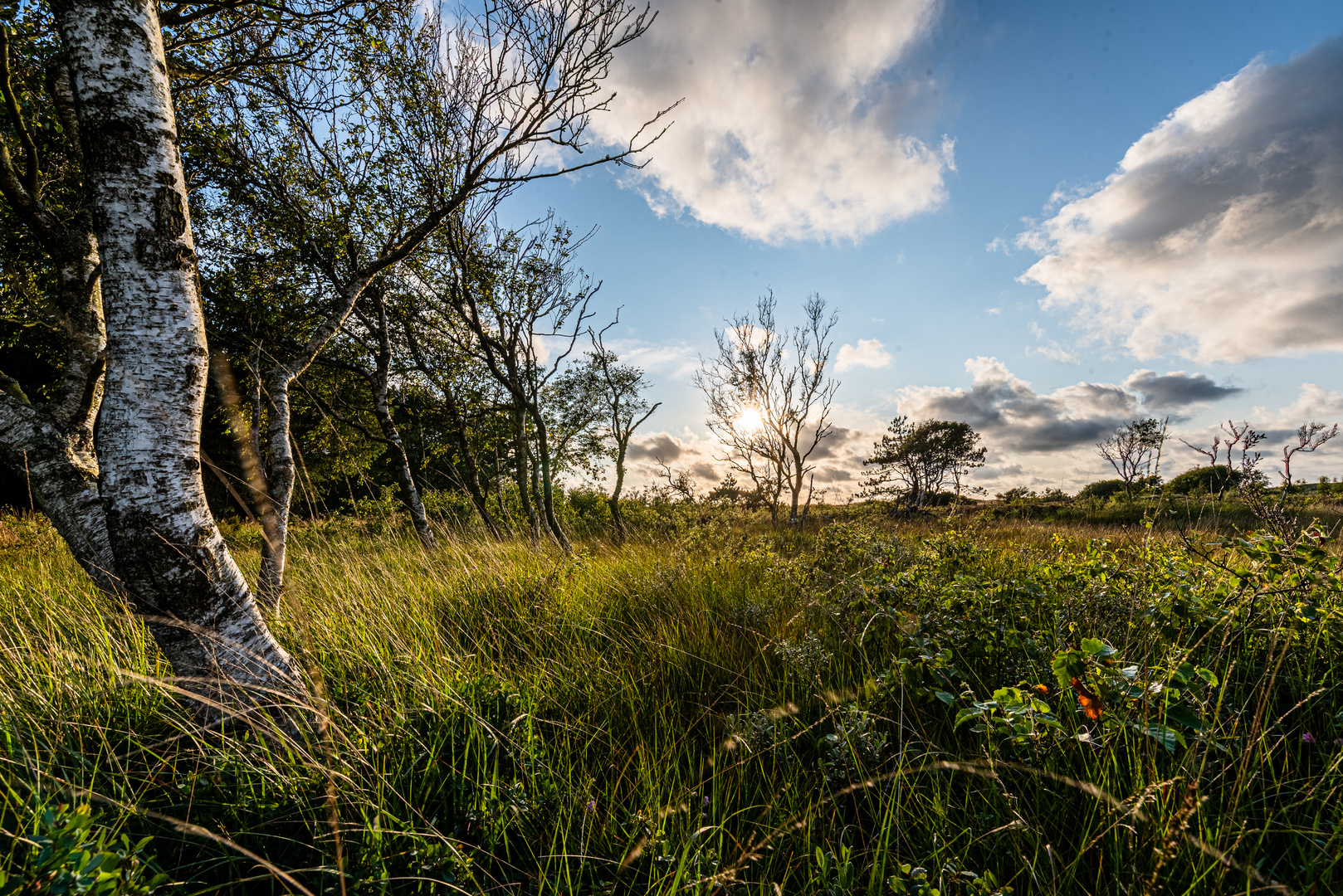 Naturschutzgebiet auf Rømø im Abendlicht Foto & Bild landschaft