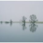 Naturschutzgebiet Bislicher Insel ...