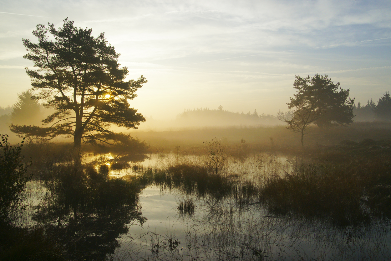 Naturschutzgebiet Bordelumer Heide, Nordfriesland, Germany