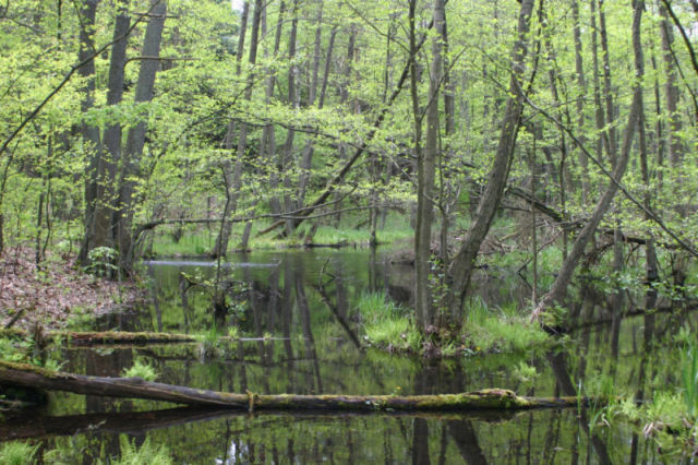 Naturschutzgebiet "Briesetal" bei Berlin