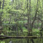 Naturschutzgebiet "Briesetal" bei Berlin