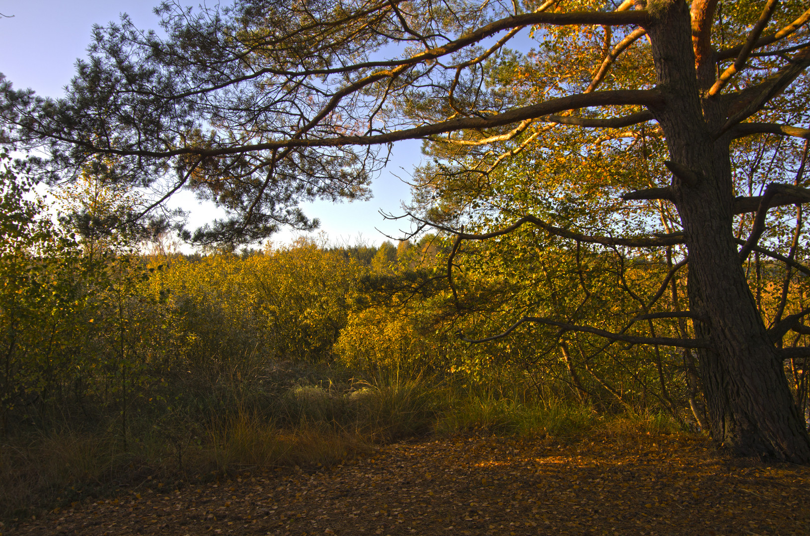 Naturschutzgebiet Butterbargsmoor