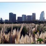 Naturschutzgebiet Costanera Sur III