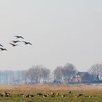 Naturschutzgebiet De Gelderse Poort - Ooijpolder - Wildgänse im Landeanflug