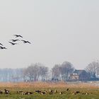 Naturschutzgebiet De Gelderse Poort - Ooijpolder - Wildgänse im Landeanflug
