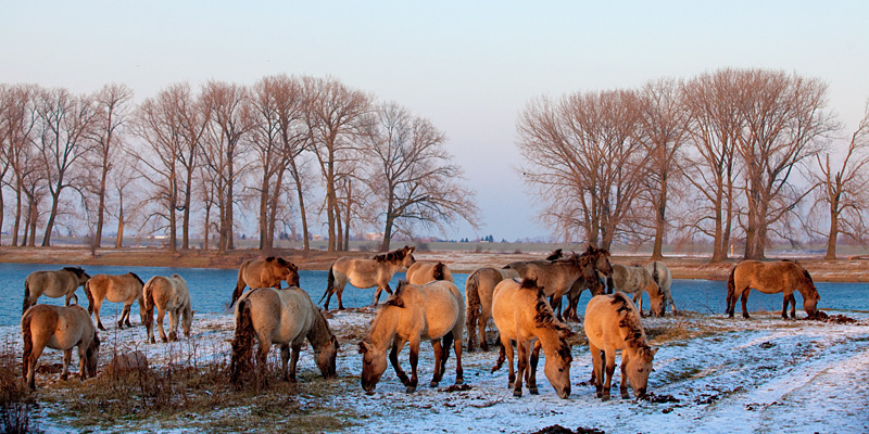 Naturschutzgebiet De Gelderse Poort - Ooijpolder - Wildpferde