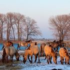 Naturschutzgebiet De Gelderse Poort - Ooijpolder - Wildpferde