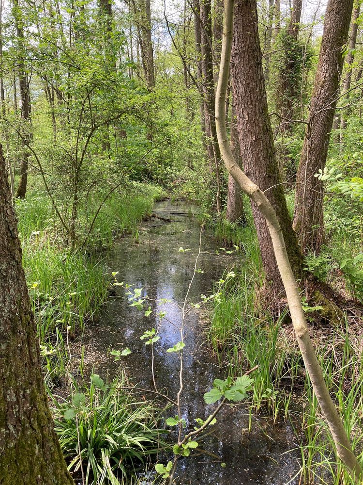 Naturschutzgebiet Eller Forst