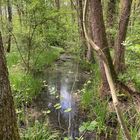 Naturschutzgebiet Eller Forst