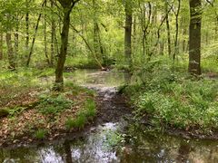 Naturschutzgebiet Eller Forst