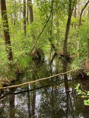 Naturschutzgebiet Eller Forst