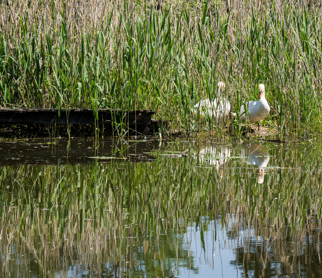 Naturschutzgebiet Eriskircher Ried