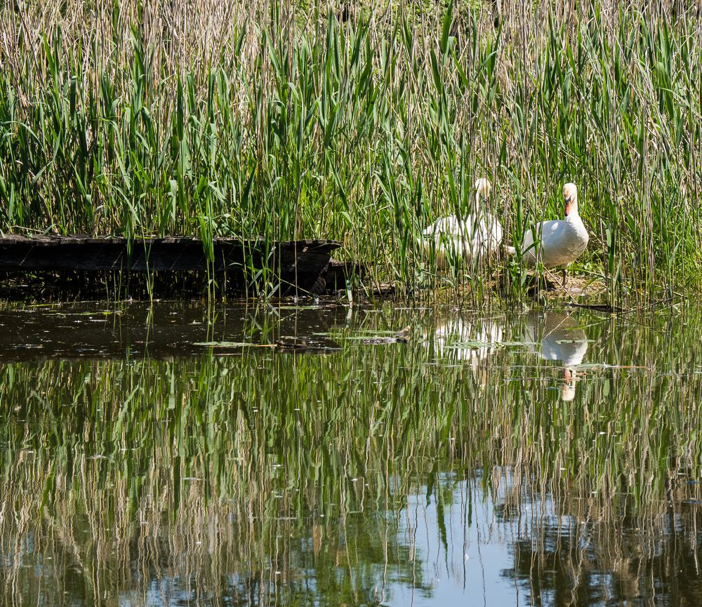 Naturschutzgebiet Eriskircher Ried Foto & Bild world, spezial, schilf