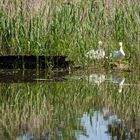 Naturschutzgebiet Eriskircher Ried