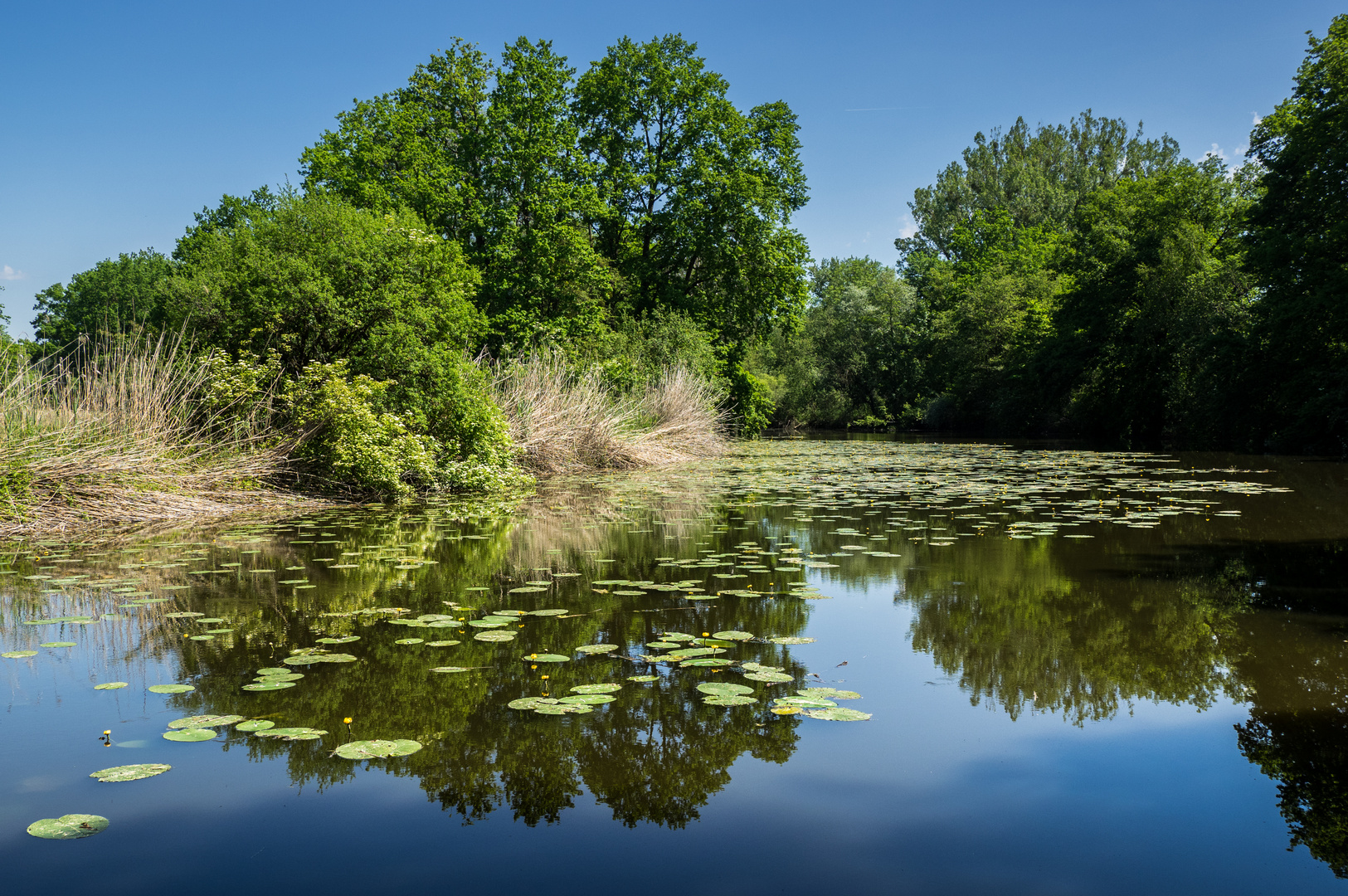 Naturschutzgebiet Eriskircher Ried