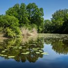 Naturschutzgebiet Eriskircher Ried