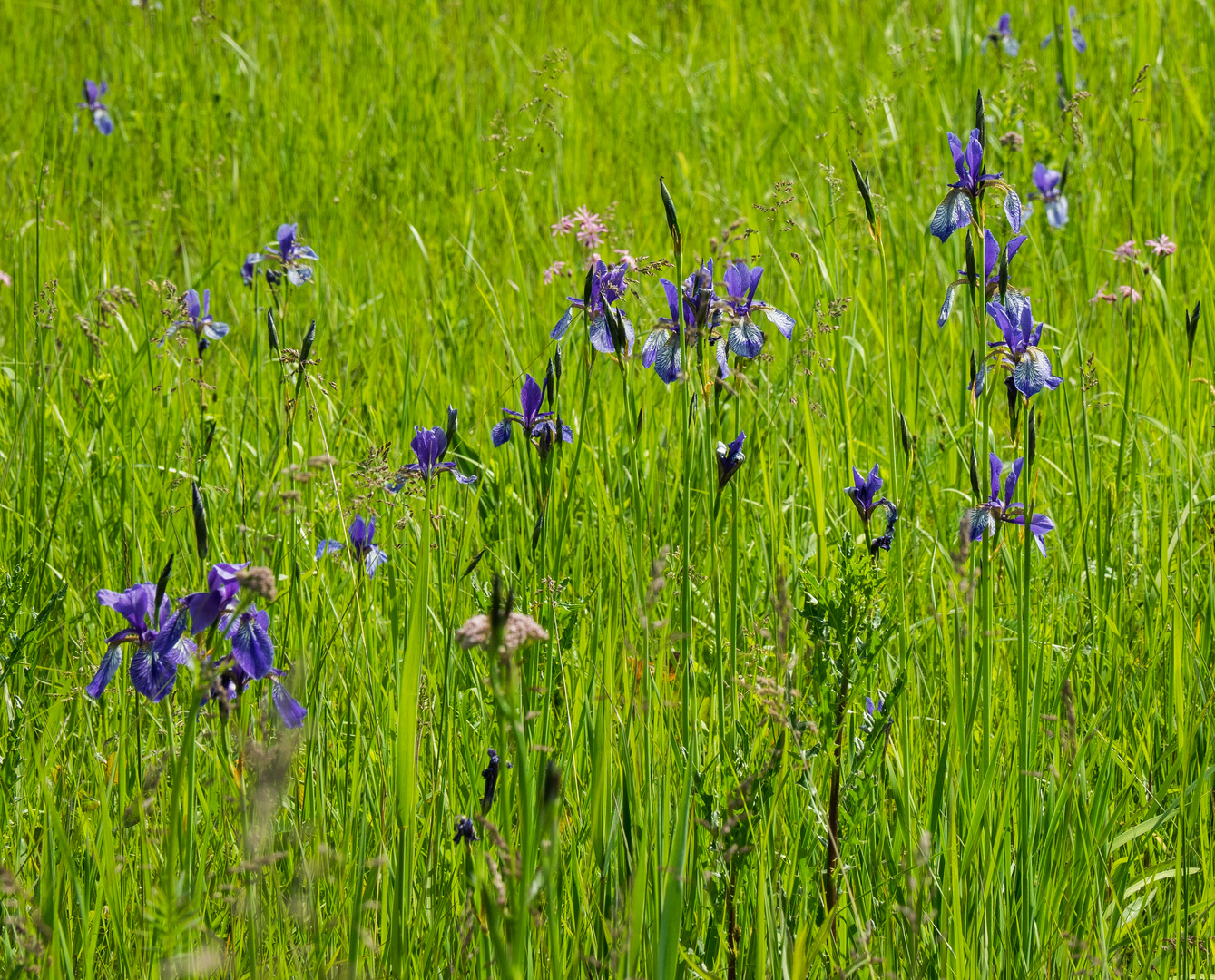 Naturschutzgebiet Eriskircher Ried