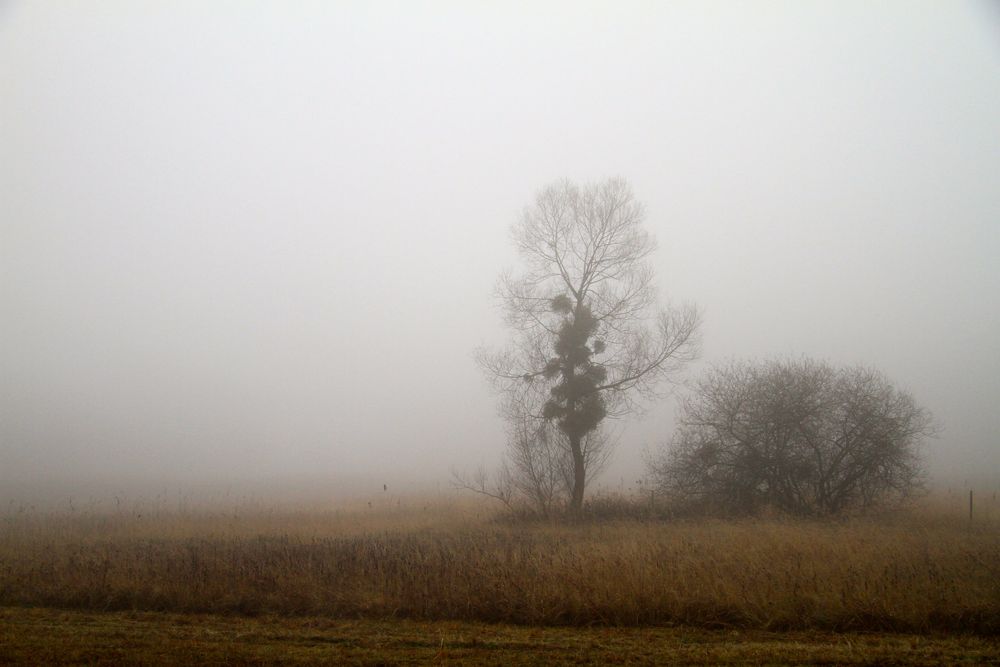 Naturschutzgebiet Eriskircher Ried im Nebel