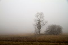 Naturschutzgebiet Eriskircher Ried im Nebel