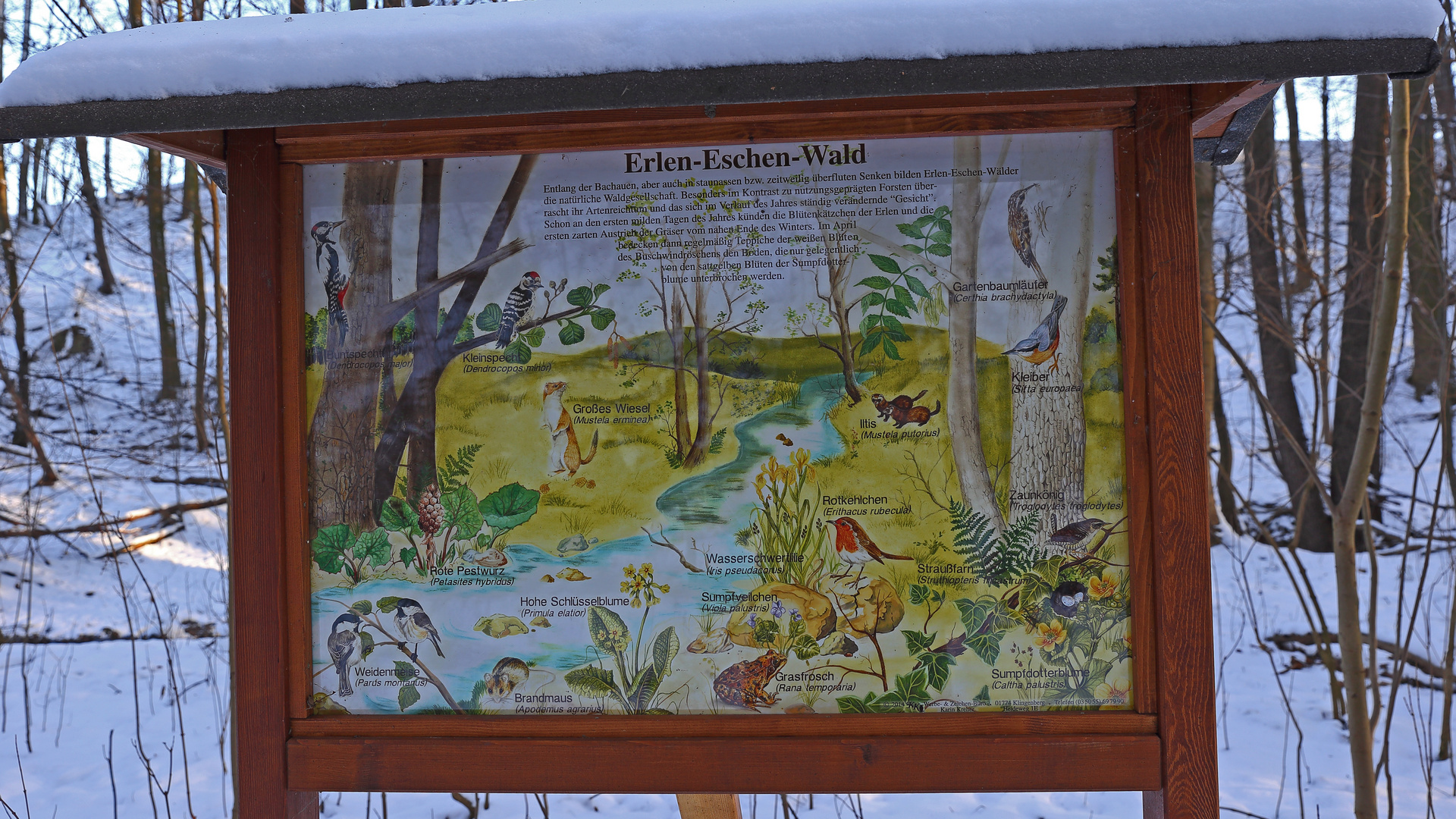 Naturschutzgebiet Erlen-Eschenwald Spargründe