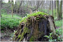 Naturschutzgebiet "Fasanerieholz"