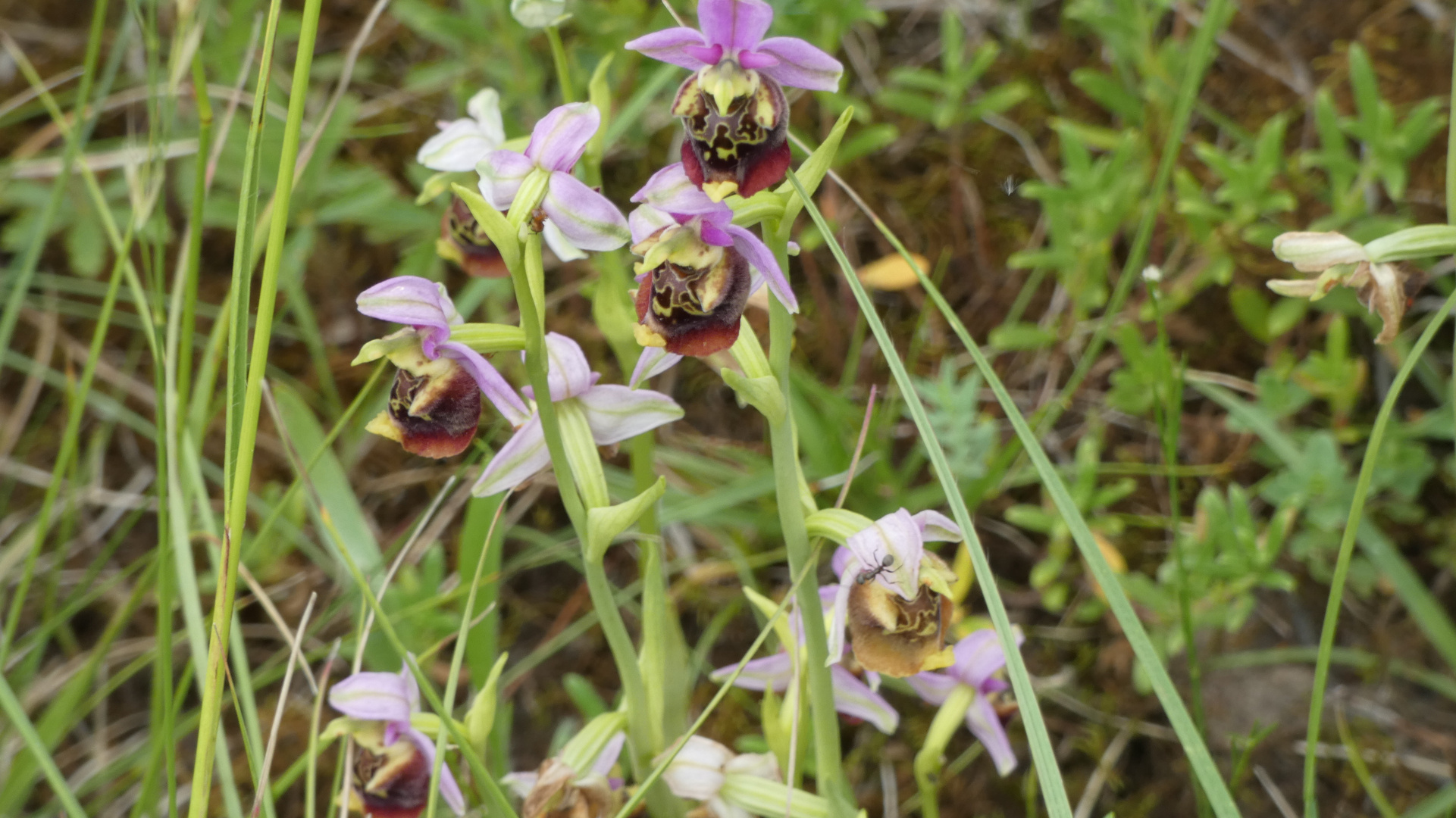 Naturschutzgebiet Galgenloch, Bienen Ragwurz