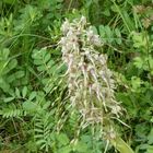 Naturschutzgebiet Galgenloch, Bocks-Riemenzunge