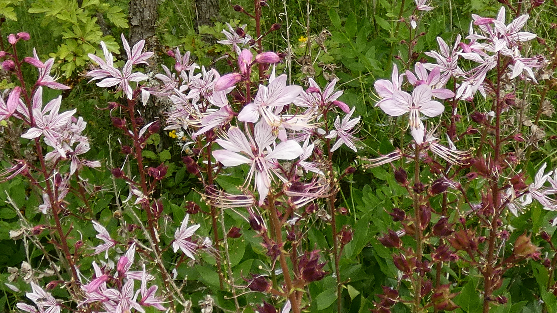 Naturschutzgebiet Galgenloch, Diptam (Dictamnus albus), auch Aschwurz genannt.