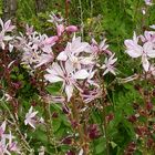 Naturschutzgebiet Galgenloch, Diptam (Dictamnus albus), auch Aschwurz genannt.