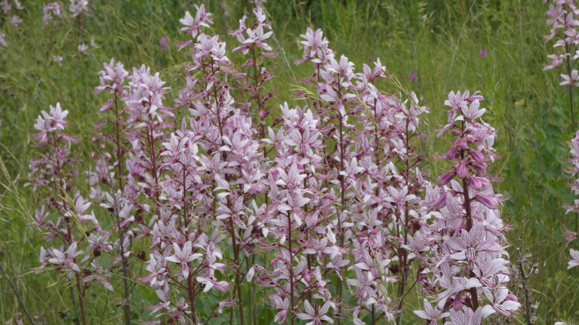 Naturschutzgebiet Galgenloch, Diptam (Dictamnus albus)