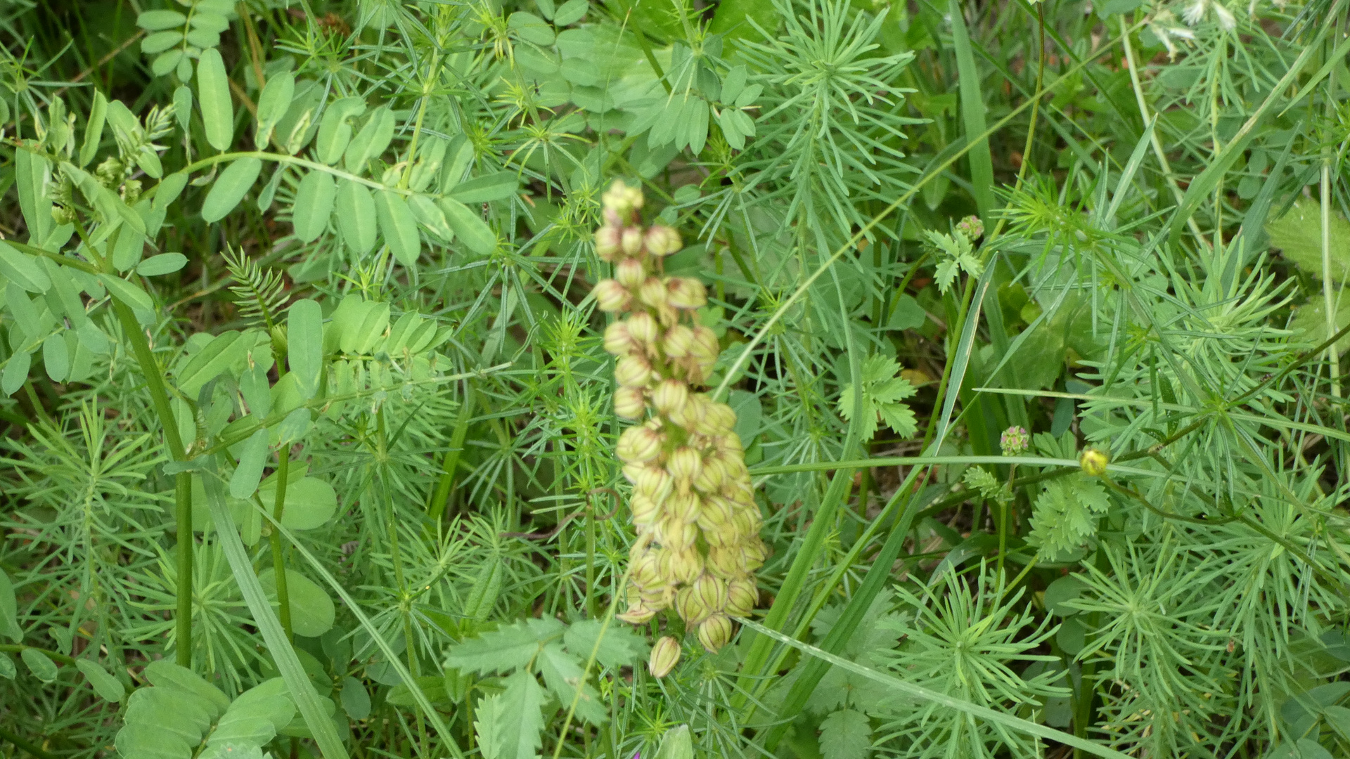 Naturschutzgebiet Galgenloch, hängende Orchidee