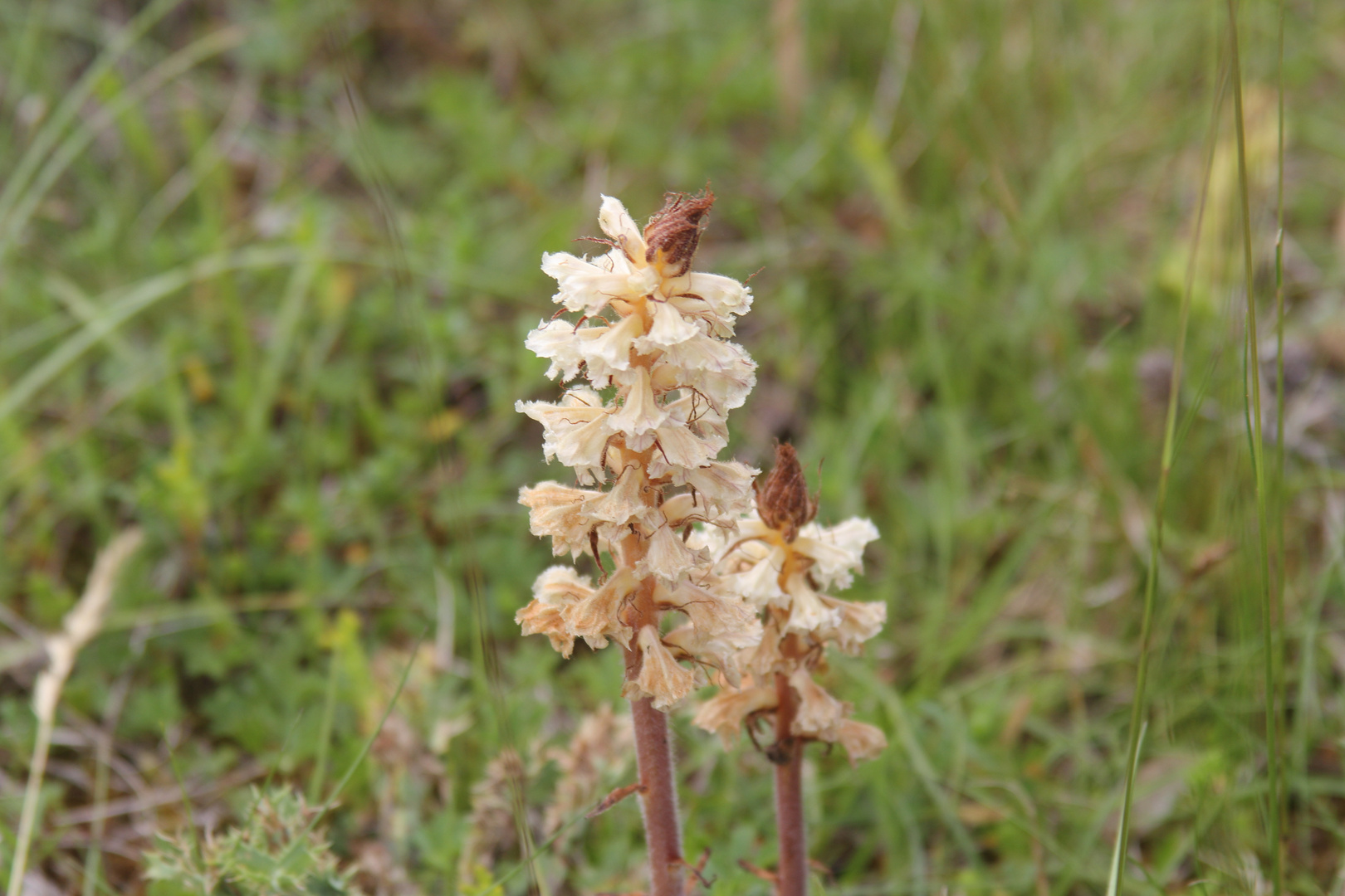 Naturschutzgebiet Galgenloch, Kleine Sommerwurz (Orobanche minor)