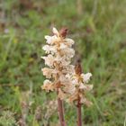 Naturschutzgebiet Galgenloch, Kleine Sommerwurz (Orobanche minor)