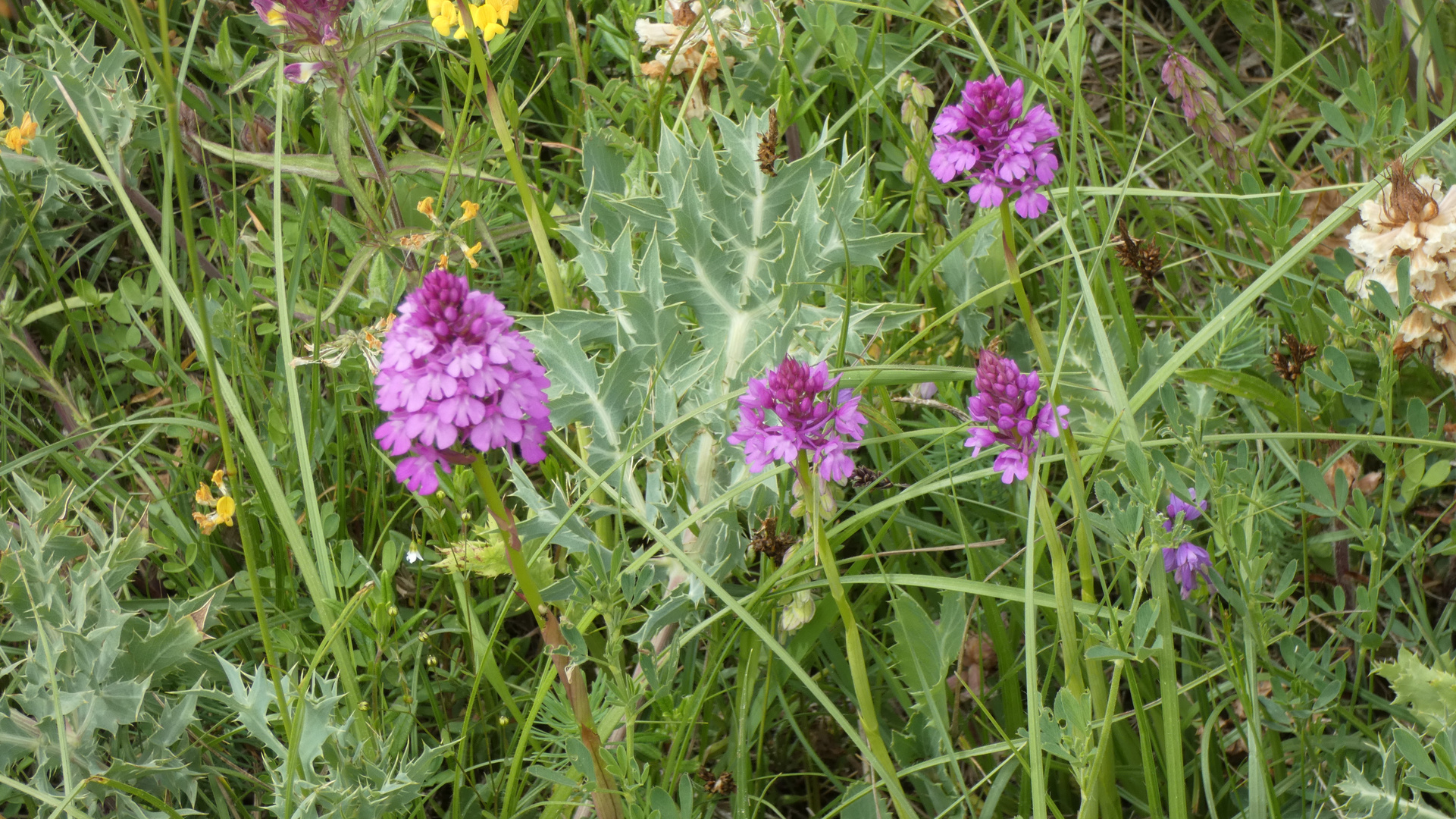 Naturschutzgebiet Galgenloch, Pyramiden-Knabenkraut (Anacamptis pyramidalis)