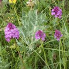 Naturschutzgebiet Galgenloch, Pyramiden-Knabenkraut (Anacamptis pyramidalis)