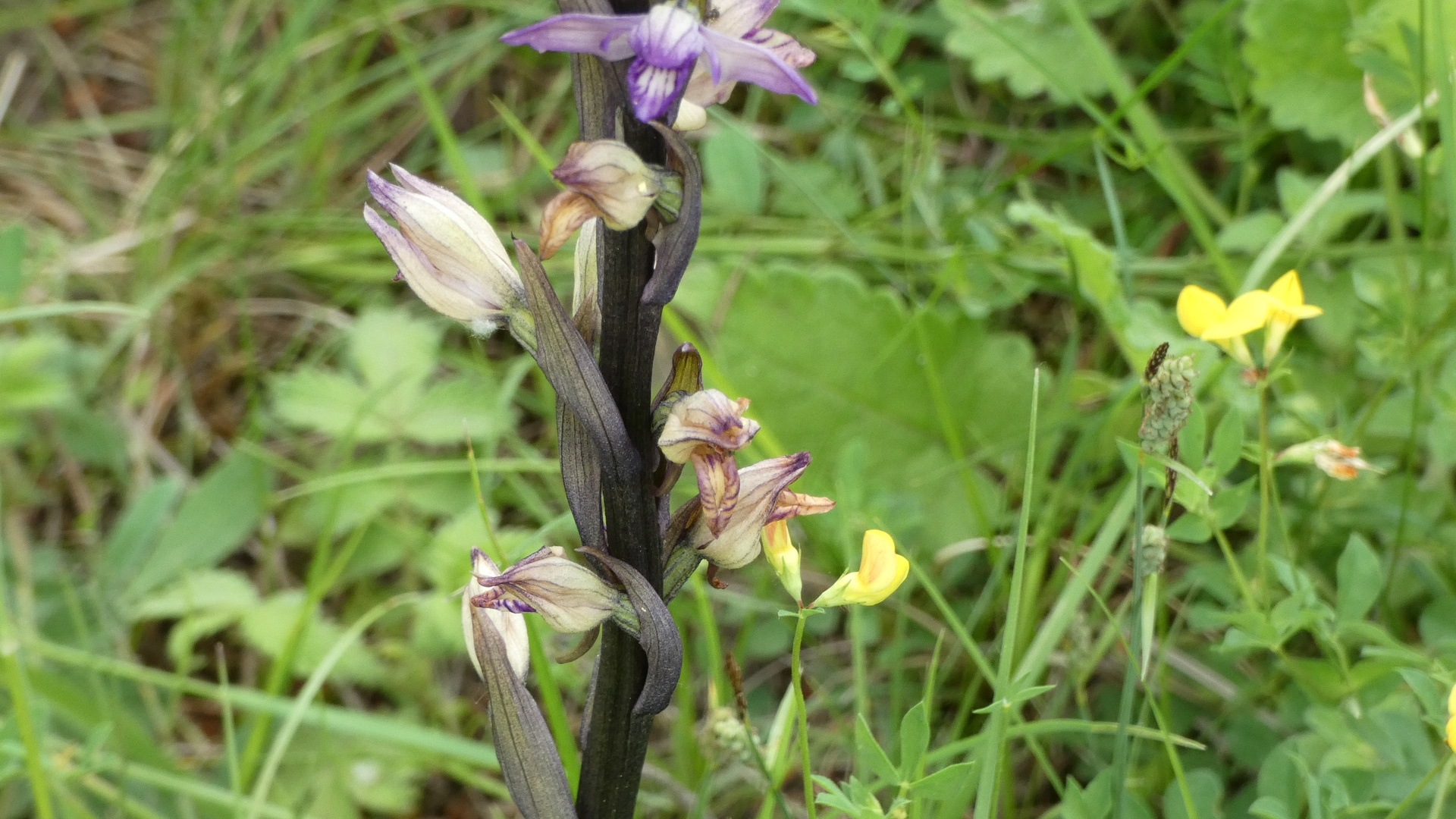 Naturschutzgebiet Galgenloch, Violetter Dingel