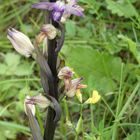 Naturschutzgebiet Galgenloch, Violetter Dingel