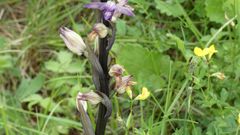 Naturschutzgebiet Galgenloch, Violetter Dingel