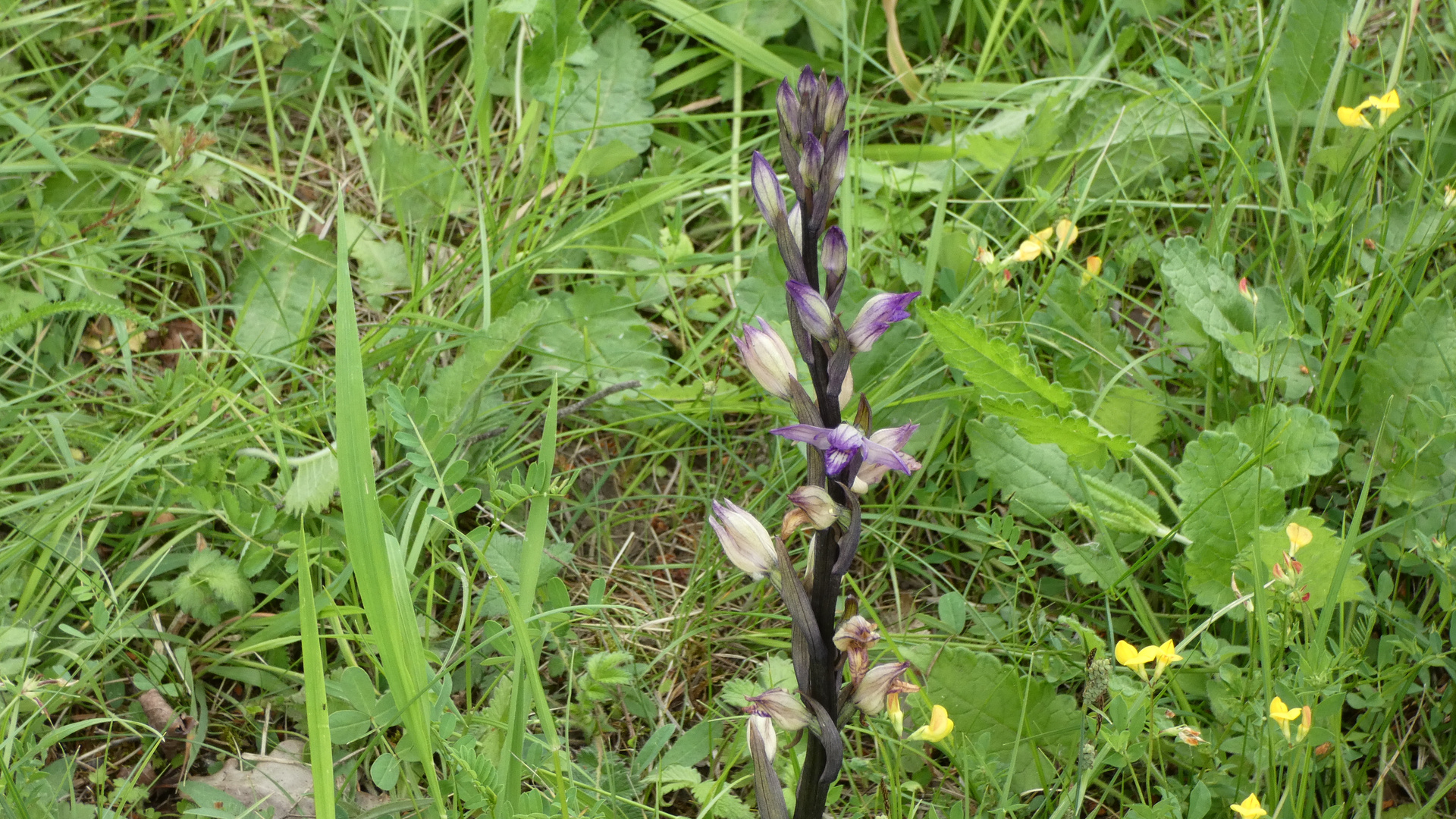 Naturschutzgebiet Galgenloch, Violetter Dingel, Wildorchidee