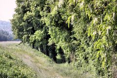 Naturschutzgebiet Grand Canal d'Alsace - Rheinseitenkanal - Canal latéral du Rhin