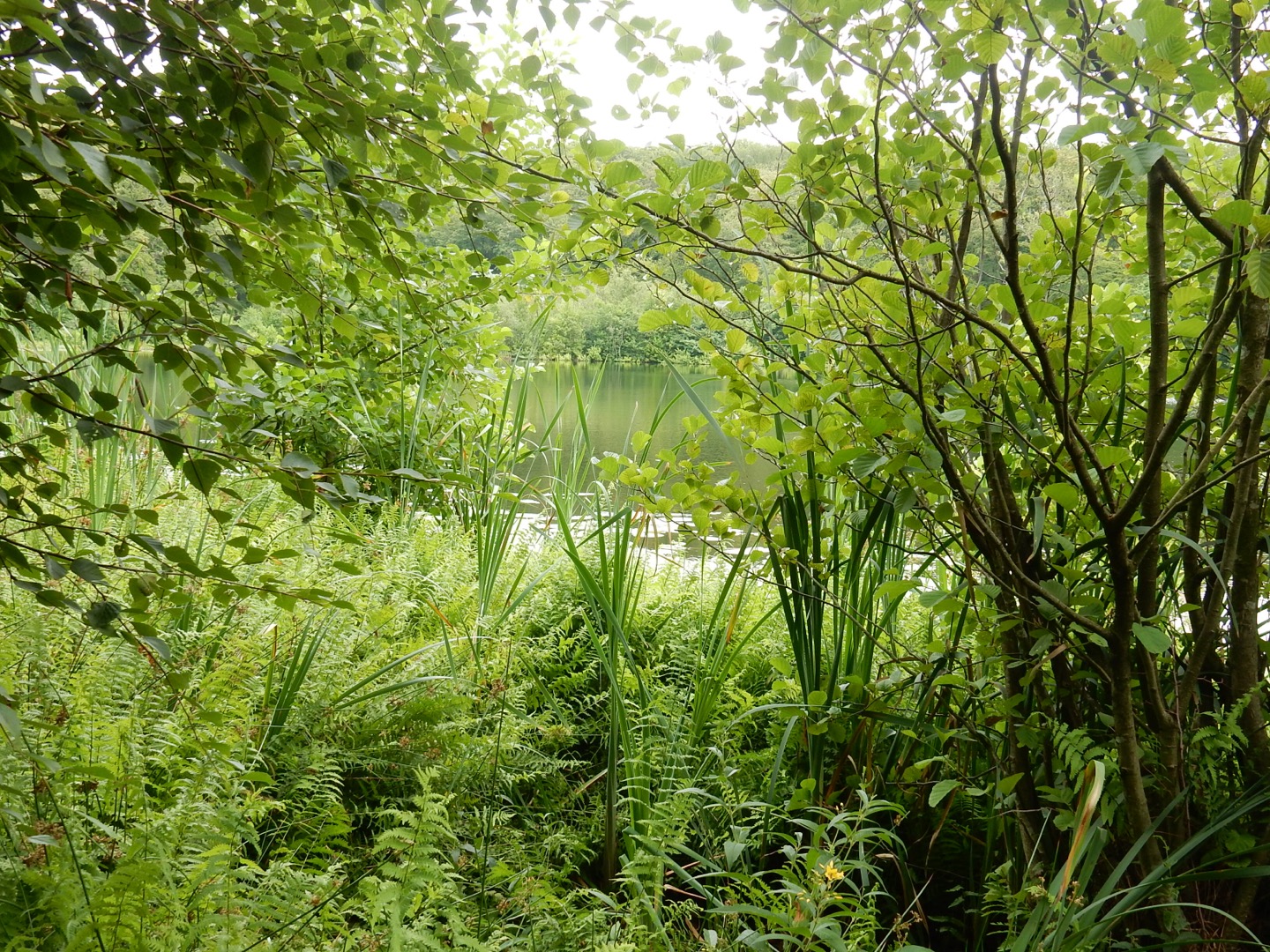 Naturschutzgebiet Granitz - Schwarzer See